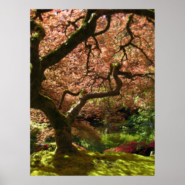 Poster Jardin japonais Maple Acer Palmatum Portland (Devant)