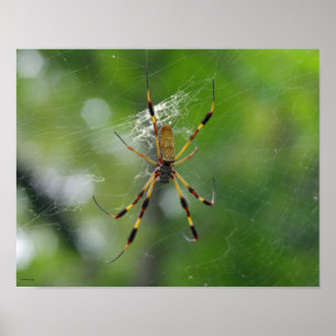 Poster Jardin noir et jaune Araignée