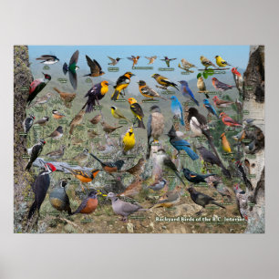 Poster Jardin Oiseaux de la Colombie-Britannique Intérieu