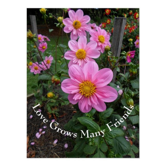 Poster Jardin rose (Devant)