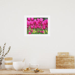 Poster Jardin rose Tulip Floral Photographie