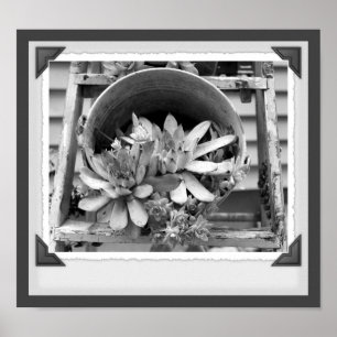 Poster Jardin Succulent Cliché noir et blanc