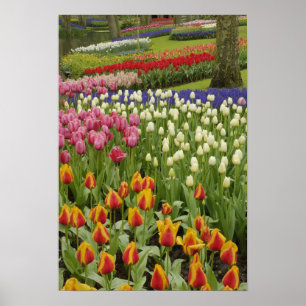 Poster Jardin Tulip et jacinthe, Jardins de Keukenhof,