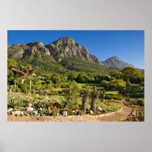 Poster Jardins botaniques de Kirstenbosch, Cap