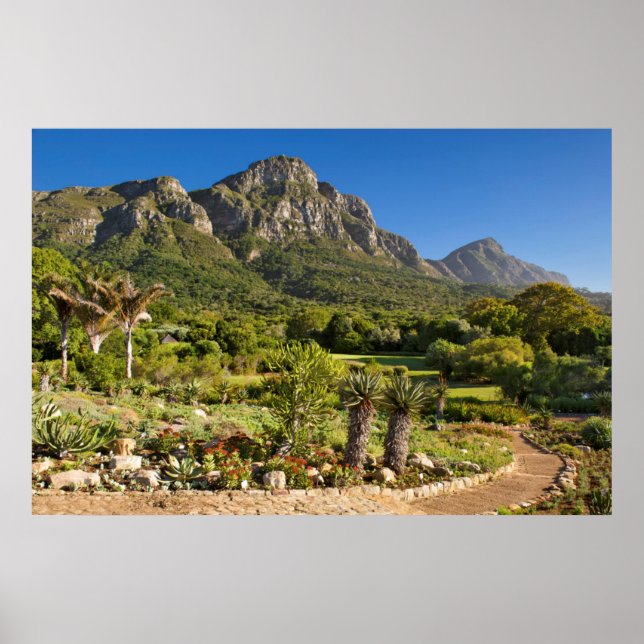 Poster Jardins botaniques de Kirstenbosch, Cap (Devant)