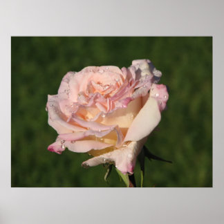 Poster Jardins de Bagatelle Hybrid Tea Rose 054