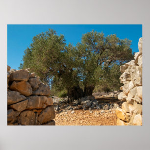 Poster Jardins d'olivier de Lun