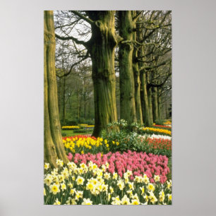 Poster Jardins roses de Keukenhof, fleurs hollandaises