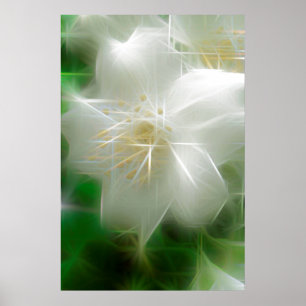 Poster Jasmine brillante blanche