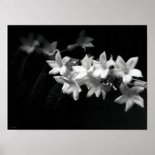 Poster Jasmine Fleurs noir et blanc Photographie