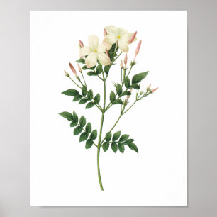 Poster jasmine (Jasminum grandiflorum) par Redouté