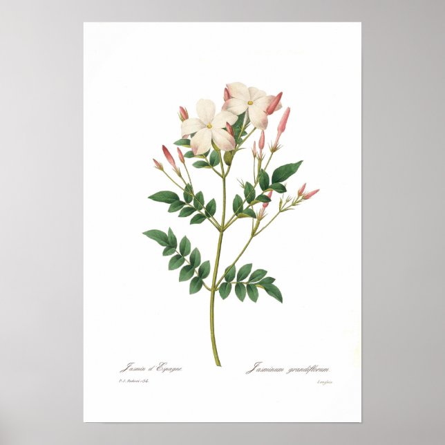 Poster Jasminum grandiflorum (Devant)