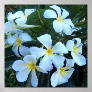 Poster jaune, blanc, frangipanier, fleur, nature, été,