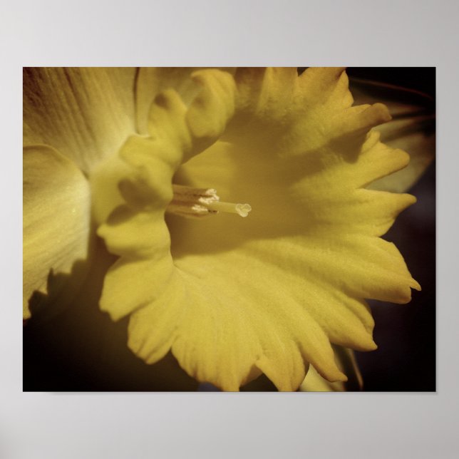 Poster Jaune Daffodique Fleur Fermer (Devant)