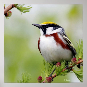Poster Jaune d'oiseaux