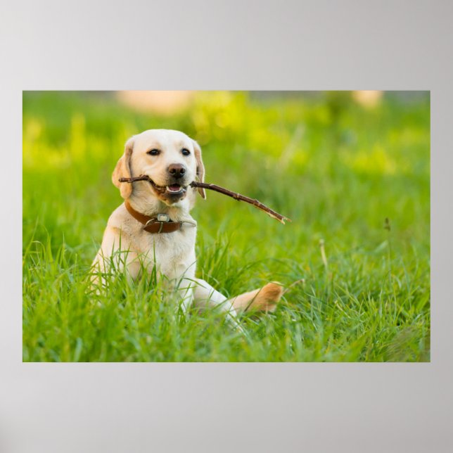 Poster Jaune Labrador Joue Récupérer Avec Bâton (Devant)