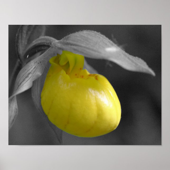 Poster Jaune Lady Slipper Orchidée Fleur Partielle Couleu (Devant)