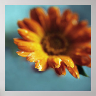 Poster Jaune Orange Marigold Flower Drop Macro