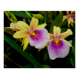 Poster Jaune rose violet Miltonia Sunset Orchidées