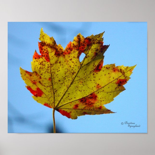 Poster jaune rouge feuille d'érable (Devant)