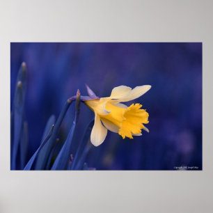 Poster Jaune sur bleu