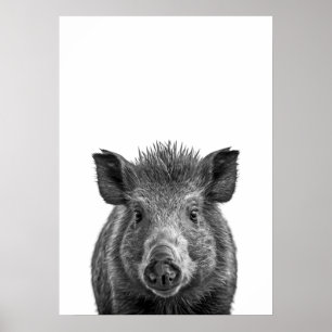 Poster Javelina Peccary porc du désert Portrait noir blan