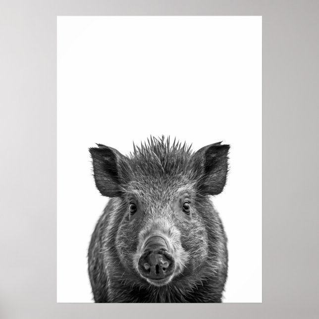 Poster Javelina Peccary porc du désert Portrait noir blan (Devant)