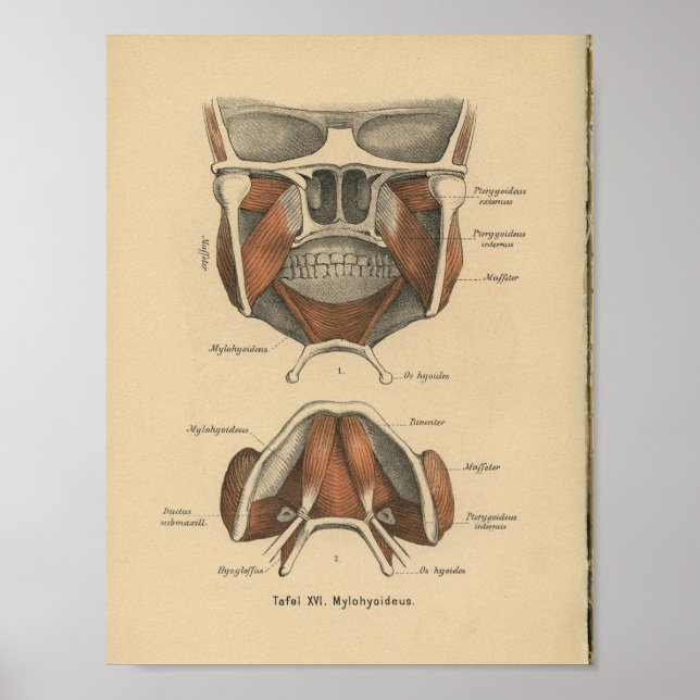 Poster Jaw d'impression d'anatomie allemande vintage 1888 (Devant)
