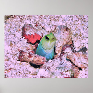 Poster Jawfish