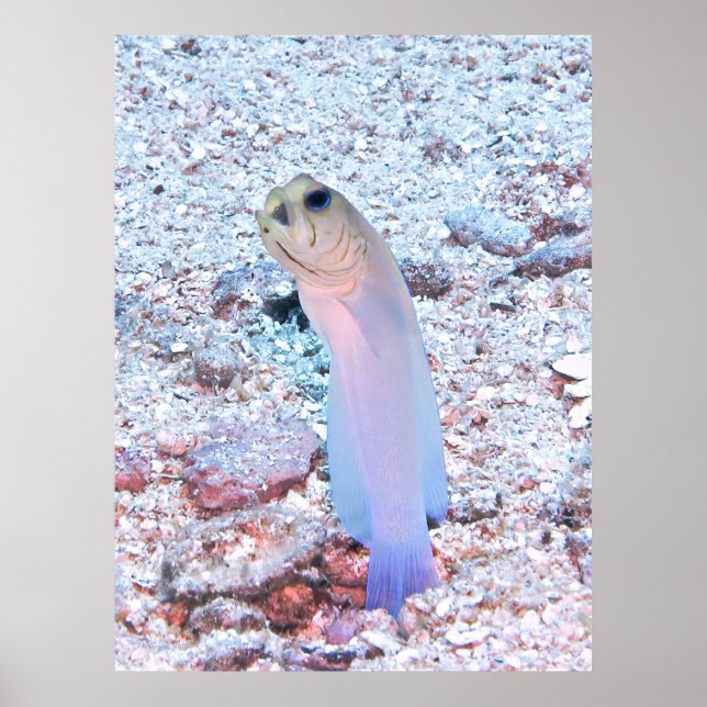 Poster Jawfish à la broche à jaune avec Mouthful (Devant)