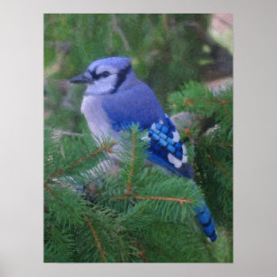 Poster Jay bleu peint