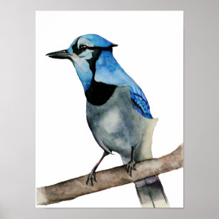 Poster Jay bleu sur la peinture aquarelle à branche