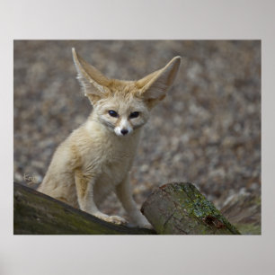 Poster Je suis All Ears Print