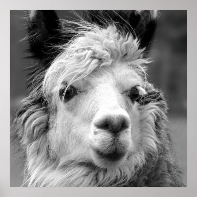 Poster Je suis belle (Devant)