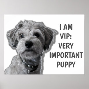 Poster Je suis VIP : Très important Chien, chien mignon