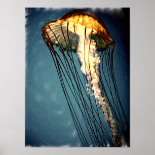 Poster jellly_fly_2643_Paint_crtd