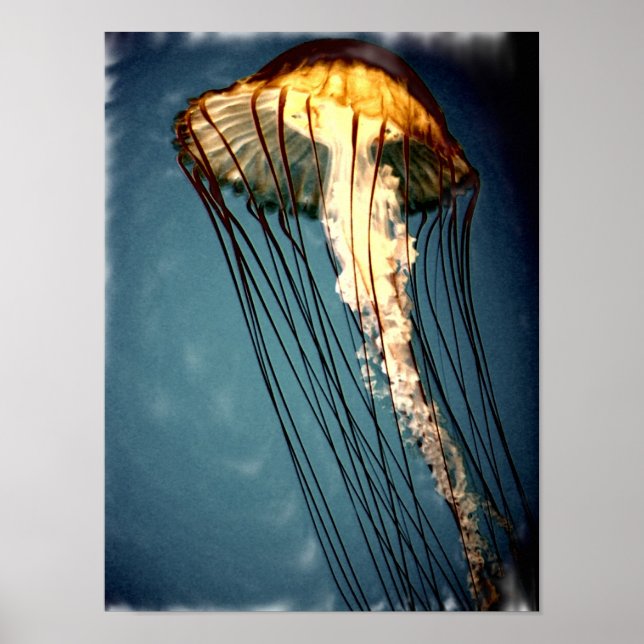 Poster jellly_fly_2643_Paint_crtd (Devant)