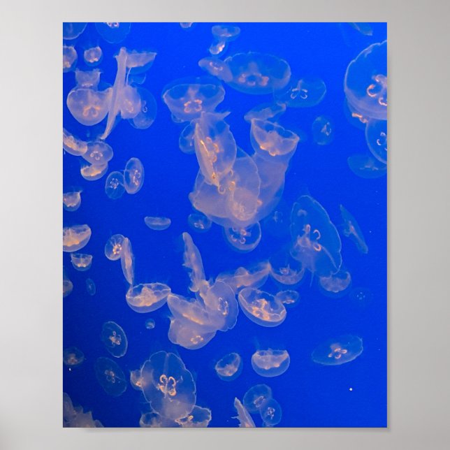 Poster Jellyfish Baignade Photo Océan (Devant)
