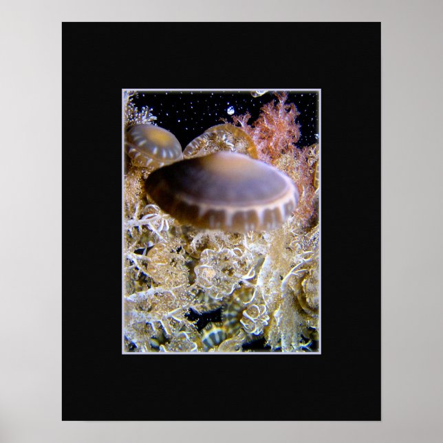 Poster Jellyship (Devant)