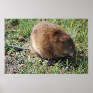 Poster Jerry le rat musqué