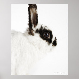 Poster Jersey Wooly Rabbit