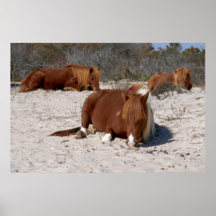 Poster Jeter des ponies sauvages au Parc national Assatea
