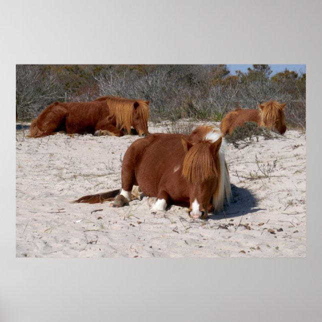 Poster Jeter des ponies sauvages au Parc national Assatea (Devant)