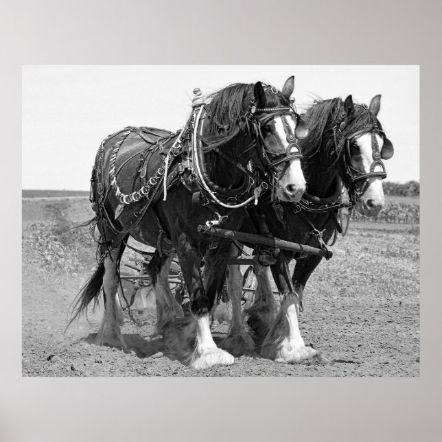 Poster JETER le terrain avec des CHEVAUX CLYDESDALE (Devant)