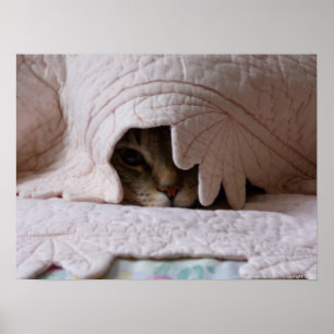 Poster Jeter un coup d'oeil l'affiche de Tom