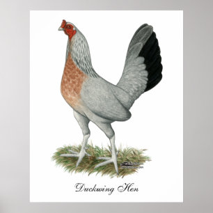 Poster Jeu de Duckwing Argent Hen