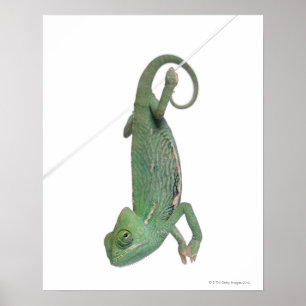 Poster Jeune caméléon voilé, Chamaeleo calyptratus
