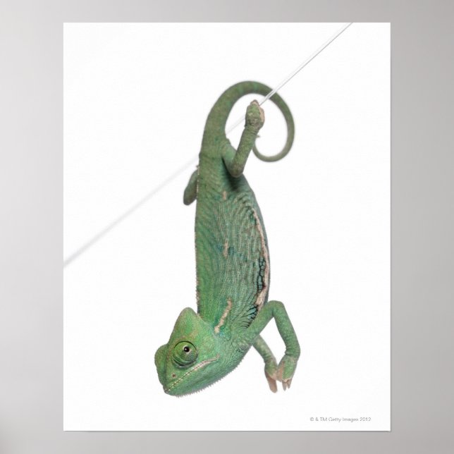 Poster Jeune caméléon voilé, Chamaeleo calyptratus (Devant)