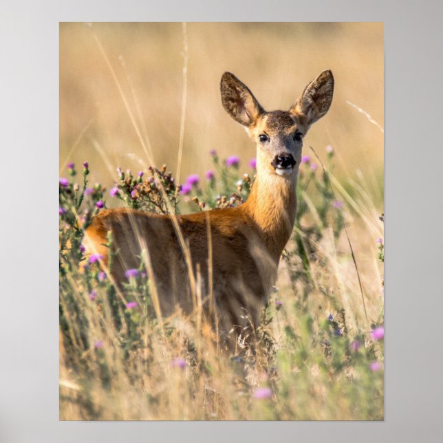 Poster Jeune cerf de chevreuil dans le pré (Devant)