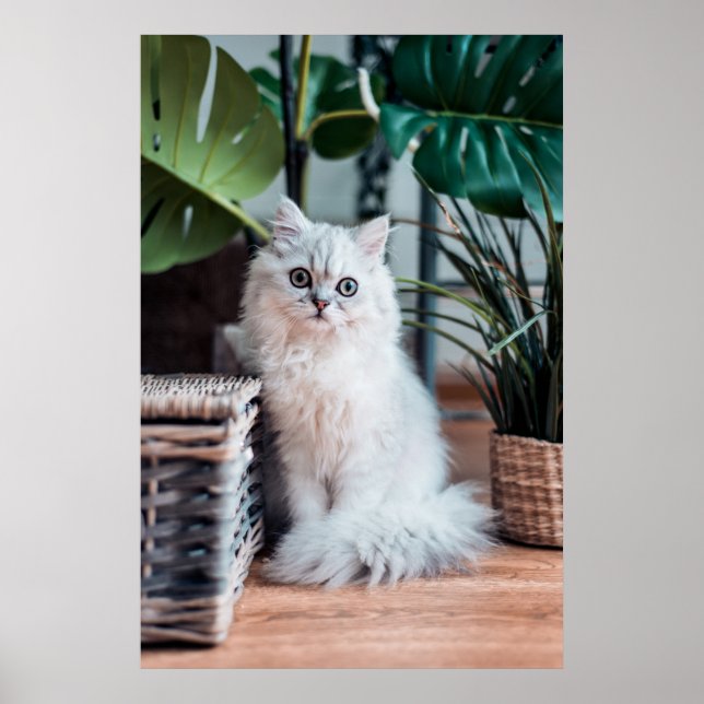 Poster Jeune Chat Perse Blanc Assis Avec Plante (Devant)